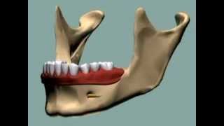 Animation of the jaw as we age