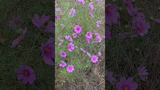 IMG 6825