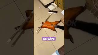 Thumbnail for 🤣 Хитрая белка хотела обмануть хозяйку, но та всё засняла! | Новостничок