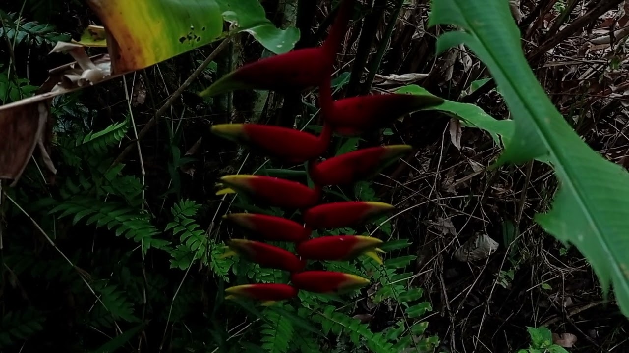 Epic arabian music the golden age 