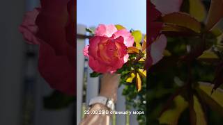 23.09.25 в станице у моря. Гостагаевская #анапа #жизньуморя