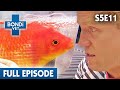 🐟 Meet A Famous Goldfish | FULL EPISODE | S5E11 | Bondi Vet
