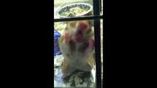Noooo Hamster!