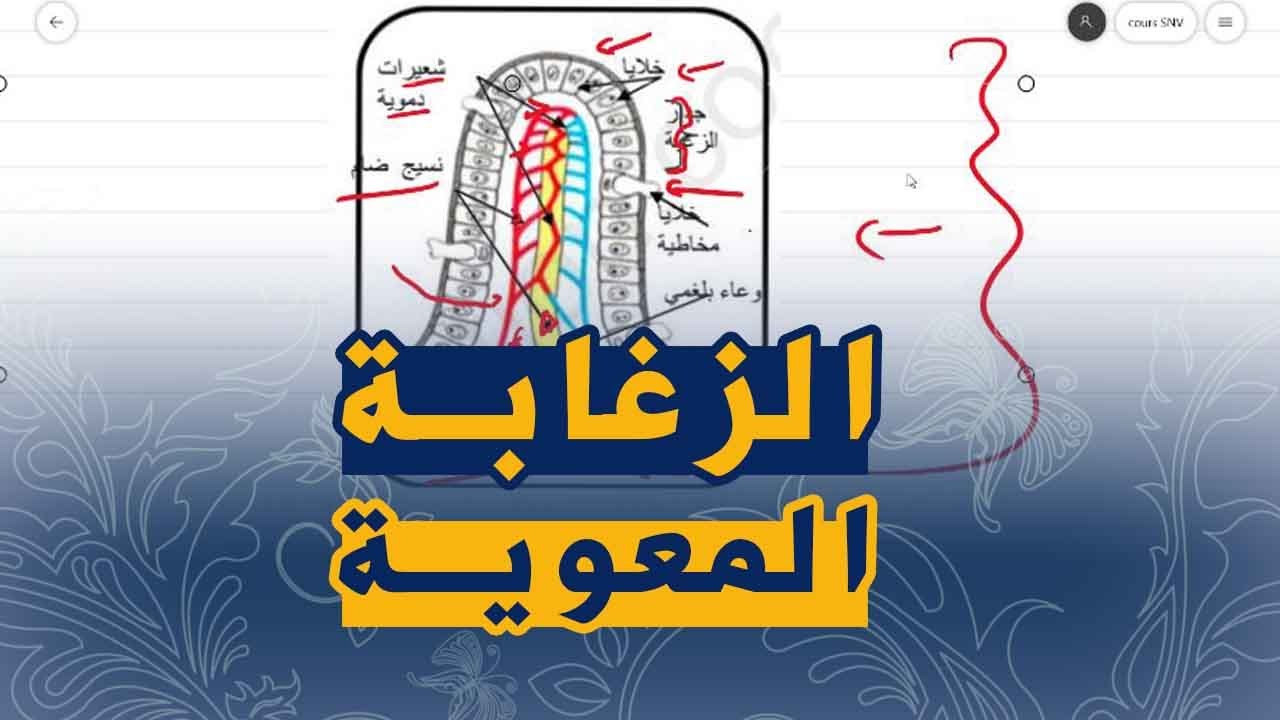 تمرين على الهضم و بنية المعي الدقيق علوم طبيعية الرابعة متوسط