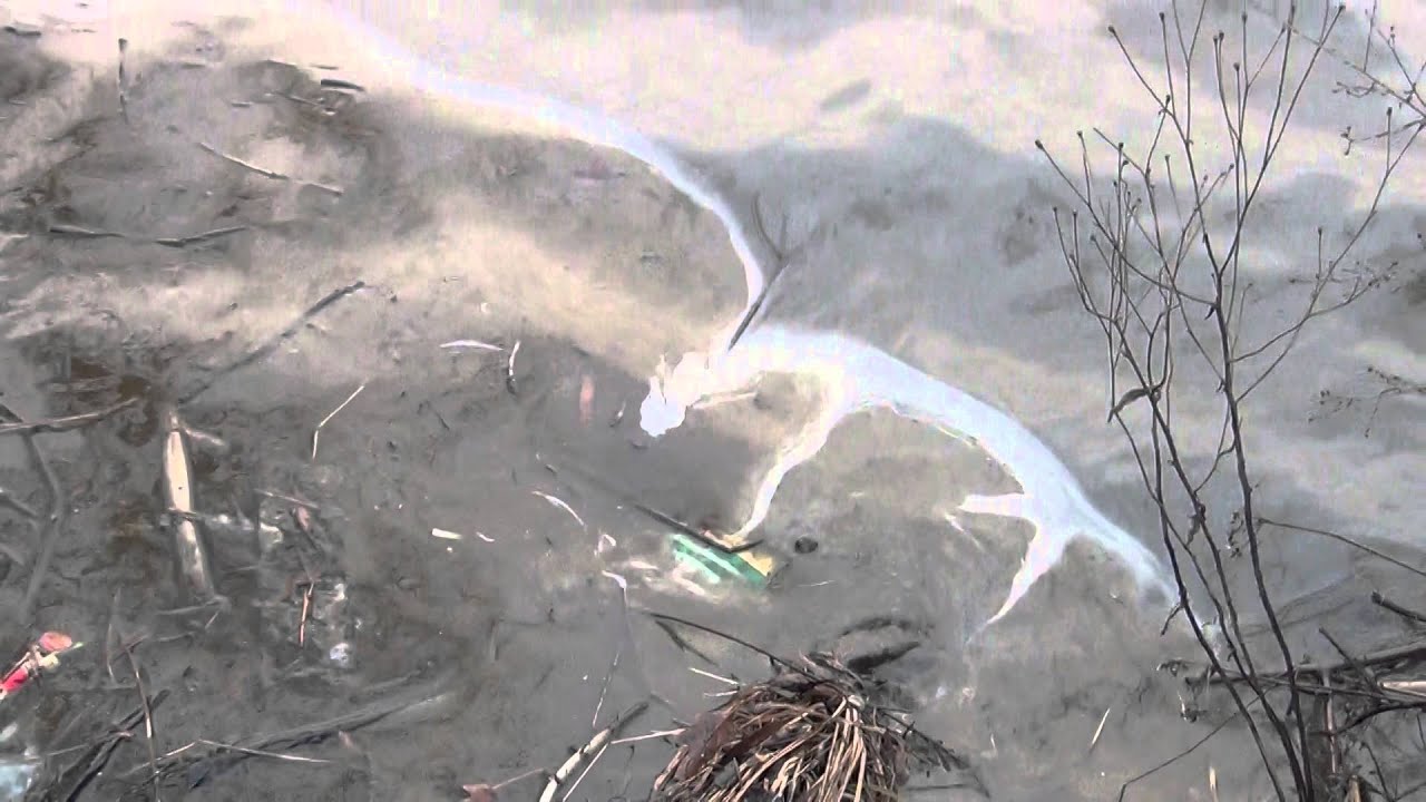 2016 Potomac Oil Spill - Fish Kill