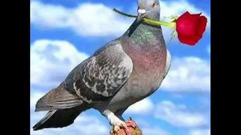 الشيخ عطيتو تلاوة رائعة من سورتي الفاتحة الرحمن من صلاة التراويح