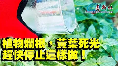 植物烂根，黄叶，死光，赶快停止这样做！ - 天天要闻