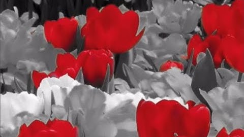 Color Exclusion in Photoshop |