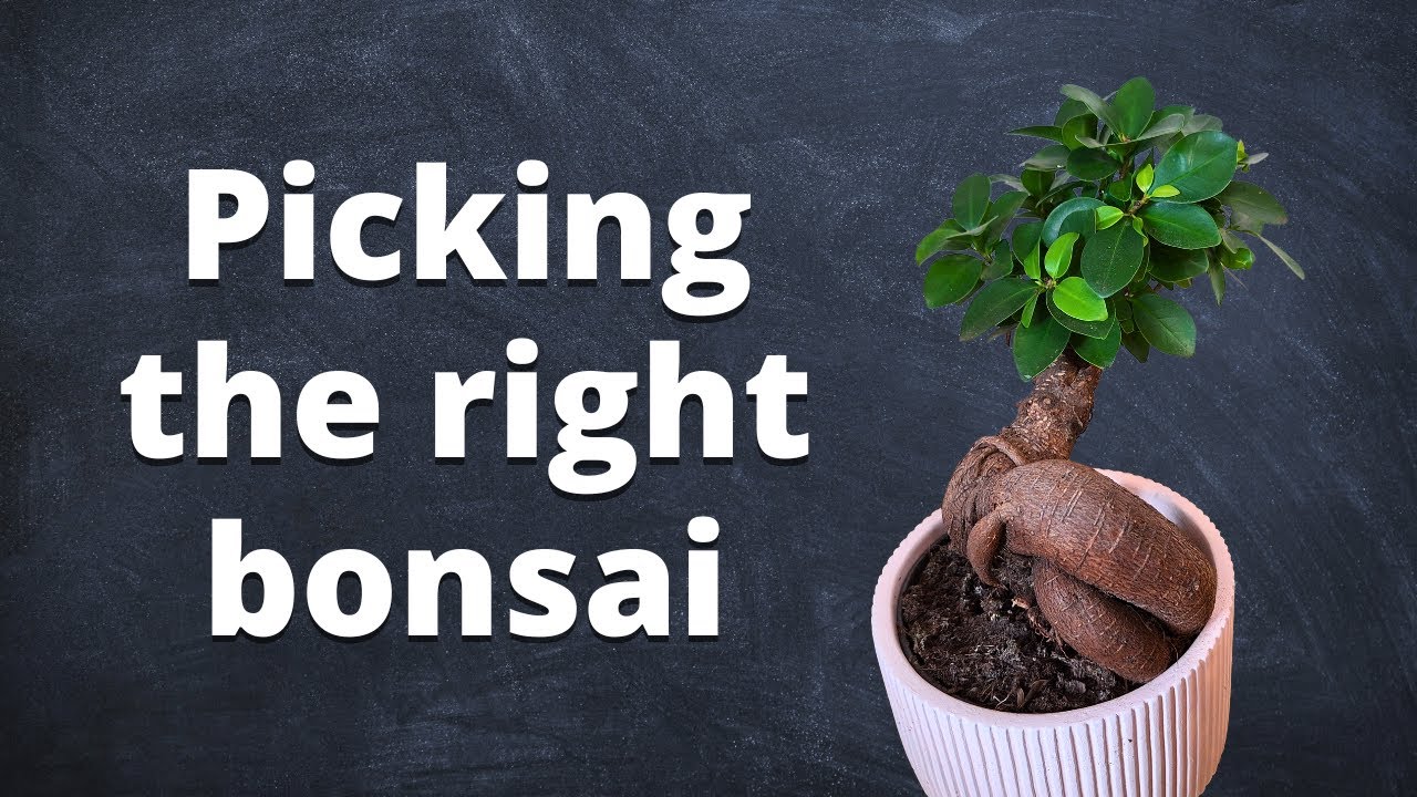 Покупка вашего первого бонсай: руководство по выбору фикуса микрокарпа