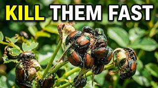 How To Kill Japanese Beetles Eating Your Roses 2026