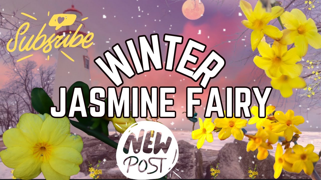“Song” Of Winter Jasmine Fairy …