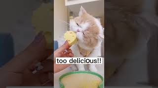 Can Cats Eat Cheese ? Cheesecat