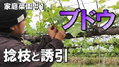 プロに教わる 果樹園編 6 ぶどうの花ぶるい 農薬の影響はある 花満開の見極め Youtube