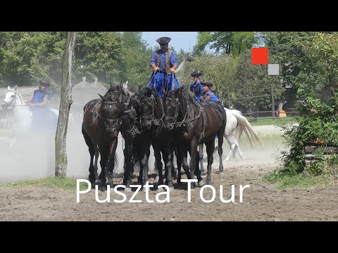 Video: Pertunjukan Kuda Hungary di Puszta