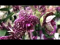 Шоу Орхидей 2021 в Бауцентре! Красота Необыкновенная!