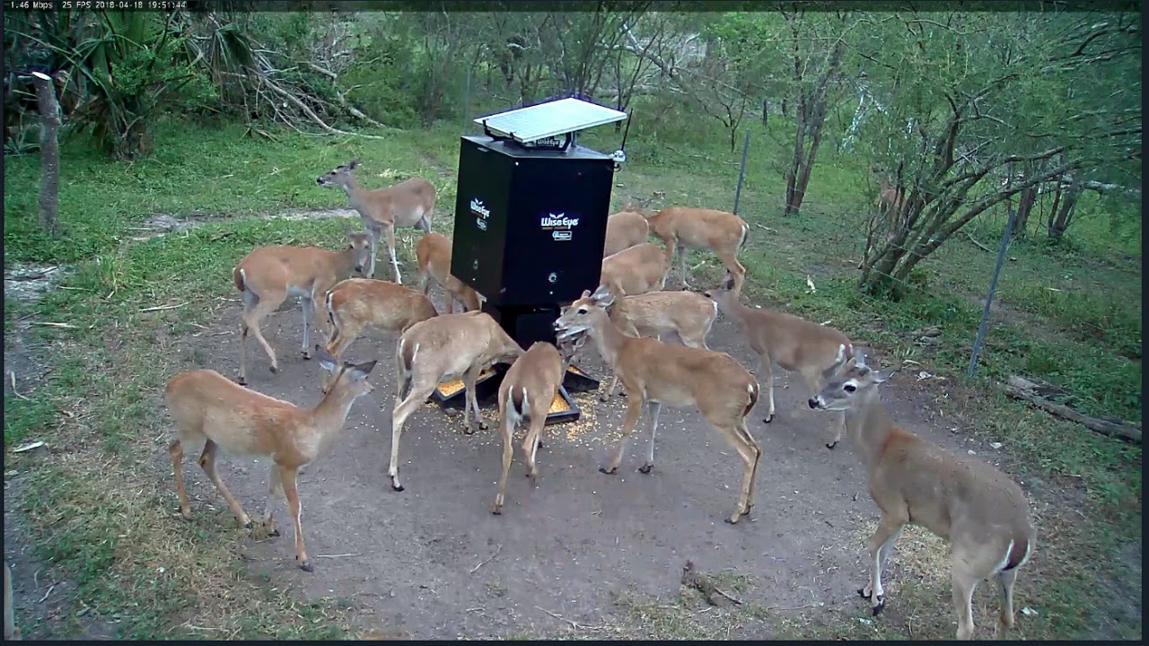 Wildlifers Feeder Cam Refugio Tx Deer Stomp 4 18 2018 Youtube
