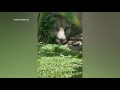 Mountain lion making itself at home in California neighbhorhood