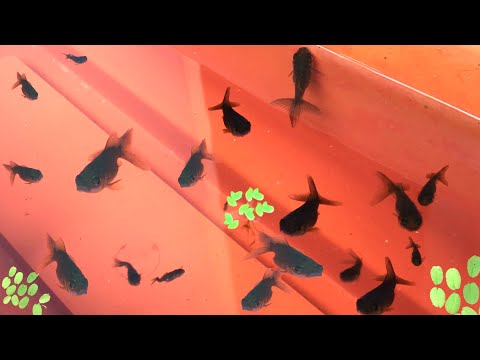 Goldfish Fry Care | Baby Goldfish Growth and Development | Goldfish Breeding Update