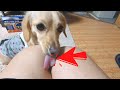 Cute dogs are restless.【Dachshund dog】