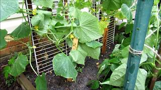 Garden Cucumber Care: Epsom Salts Recipe, Trellising, Feeding, Peppermint Spray, Diseases & Insects