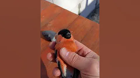 Спасаю птиц. Разбиваются, ударяясь в прозрачные стекла окон.