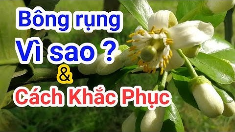 Lí do Bưởi Da Xanh Bị Rụng Bông Thời Điểm Này và Cách Khắc Phục Giảm Thiệt Hại | KienSinhFarm