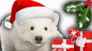 The 12 Animals of Christmas | Earth Files | Earth Unplugged