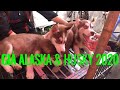 Hỏi GIÁ CHÓ ALASKA CHÓ HUSKY 2020 tại Chợ Phiên và các giống Chó Mèo Cảnh khác