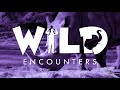 Wild Encounters: Rhino - Teaser