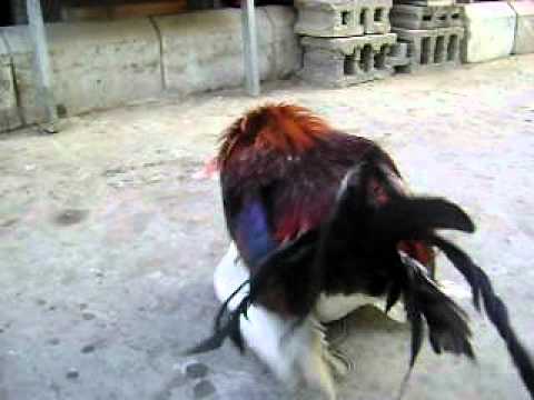 Rooster and Duck Mating