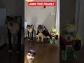 Superhero Dogs Assemble! 🐶🦇 Catwoman, Batman &amp; Robin in Action!