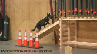 YouTube Super Star Shepherd Ranger 7 Mo's Obedience/Agility Julius K9 Duo Play Ball Training @ PDS