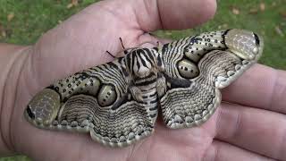 INCREDIBLE Owl Moth: Brahmaea hearseyi