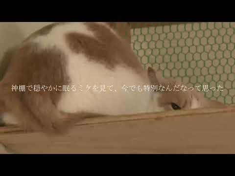 三毛猫のミケ / 結月ゆかり