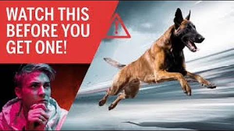 Watch This Before Getting A Belgian Malinois in 2025