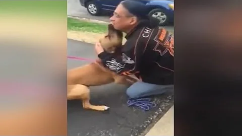 Watch This Stolen Dog Freak Out Recognizing His Owner After 2 Years - DayDayNews