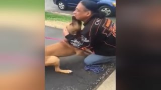 Watch This Stolen Dog Freak Out Recognizing His Owner After 2 Years