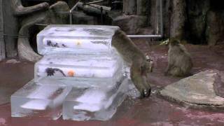 ニホンザルに氷のプレゼント(札幌市円山動物園)~Japanese monkey