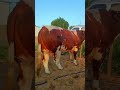 Daily life diary of a rural cattle farmer #195