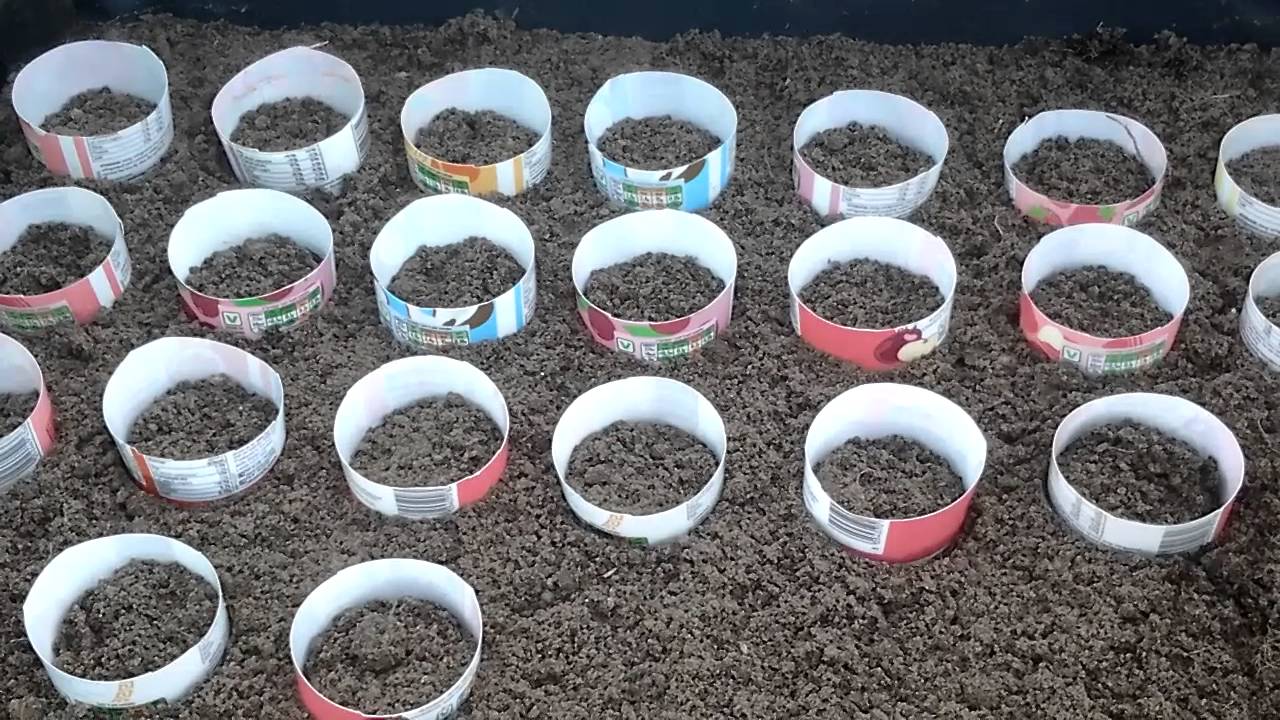 Carrot Box Sowing, Onion Tour Update And More 450g Yoghurt Pot Recycling Tips (106) YouTube