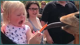 FORGET CATS! Funny KIDS vs ZOO ANIMALS are WAY FUNNIER! - TRY NOT TO LAUGH