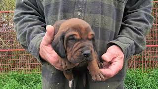 Nellies Redbone Coonhound puppies 2 weeks old