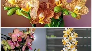 New Orchids Review | Vdnps. Pulcherrimin | Phal. Indian Summer (Little Zorro) | Phal. Sunset Love