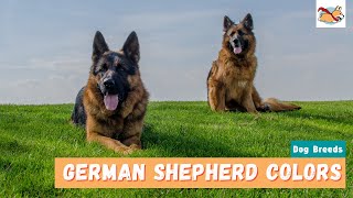 13 German Shepherd Colors: Which One Is Best For You? by Marvelous Dogs 1,964 views 2 years ago 5 minutes, 22 seconds