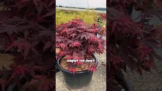 Heres The Perfect Small Japanese Maples For Your Balcony And Patio.