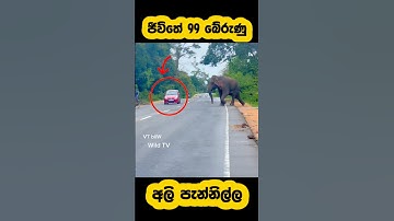 Wild elephant attack🫣🐘#shorts #shortvideo #youtube #elephant #attack #reels #viralvideo #tiktok #1