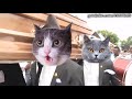 Dancing Funeral Coffin Meme Dogs and Cats Version