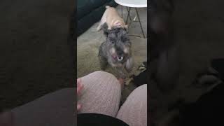 TGIF #youtubeshorts #puppy #vlog #life #reel #video #shortvideo #atx
