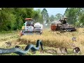 Miếng Đất Vường Đăng Cắt Lúa Mà Chuột Chạy Ra Quá Nhiều | Miền Tây Vlog