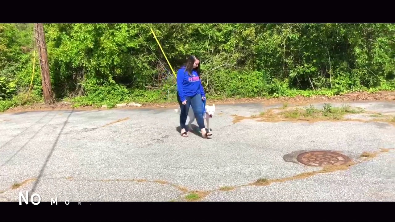 Best Lesson Trainers | Greenville Dog Trainers | Leash Pulling Dogs agility logistics